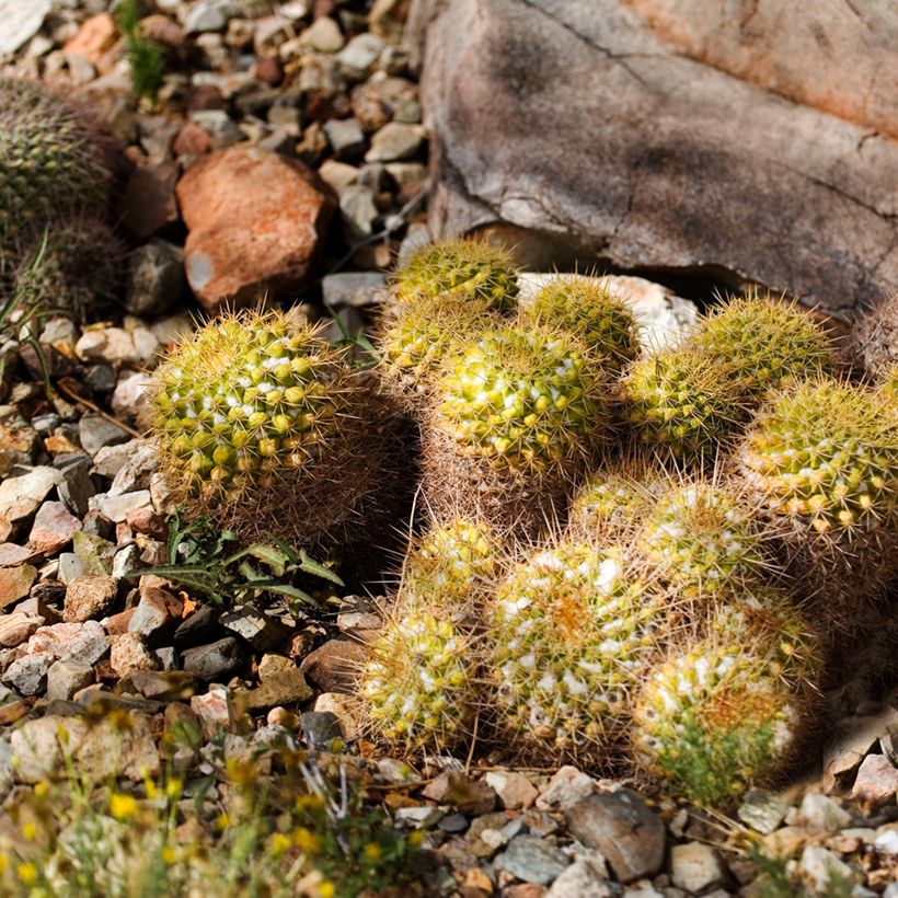 Kaktus - Mammillaria marksiana (Plant habit)
