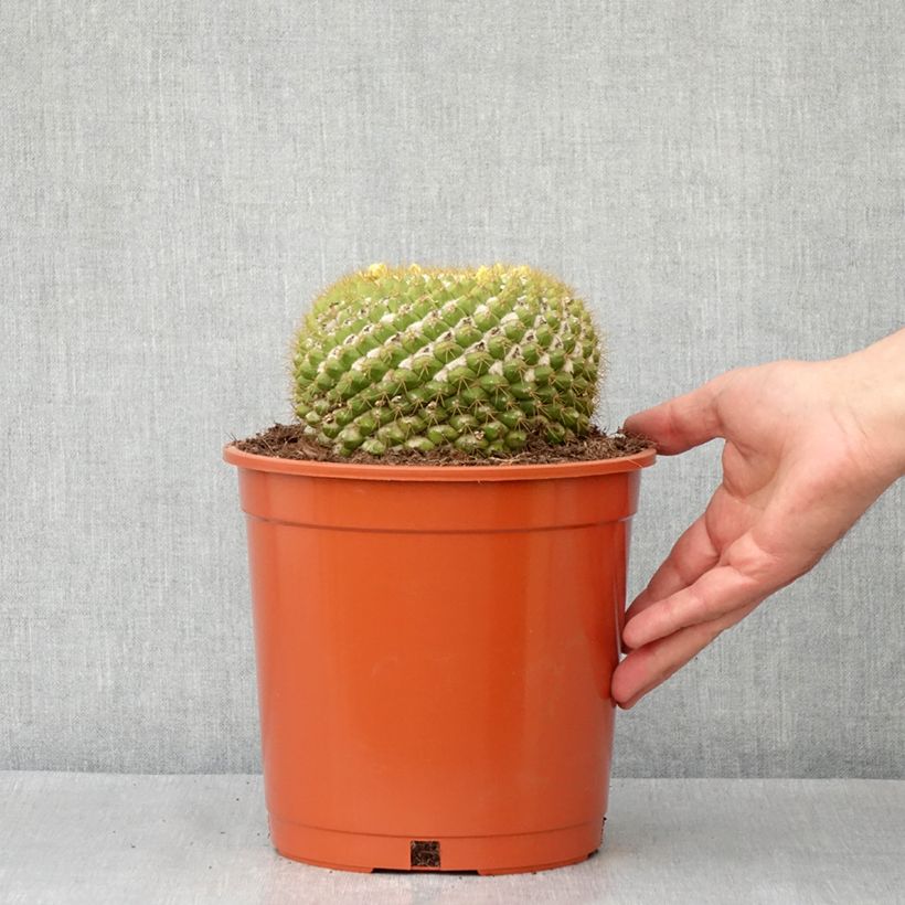 Example of Kaktus - Mammillaria marksiana Topf mit 4L/5L as you get in automne