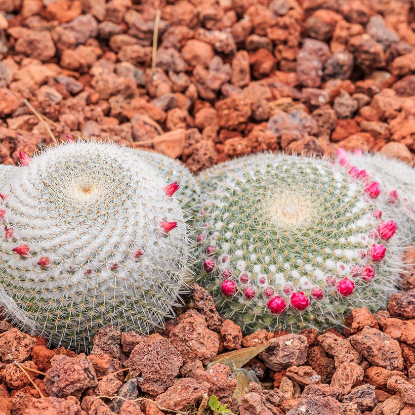 Kaktus - Mammillaria muehlenpfordtii (Plant habit)
