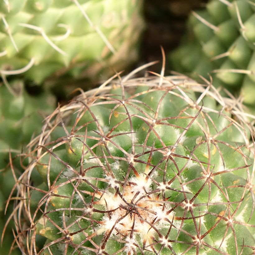 Kaktus - Mammillaria Toluca (Foliage)