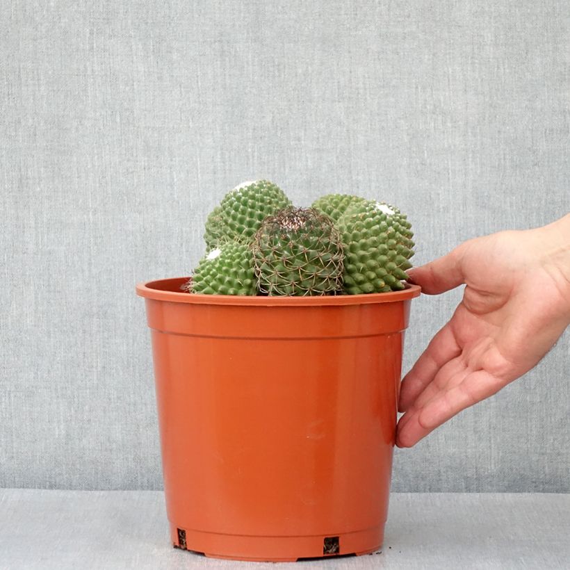 Example of Kaktus - Mammillaria Toluca Topf mit 4L/5L as you get in automne