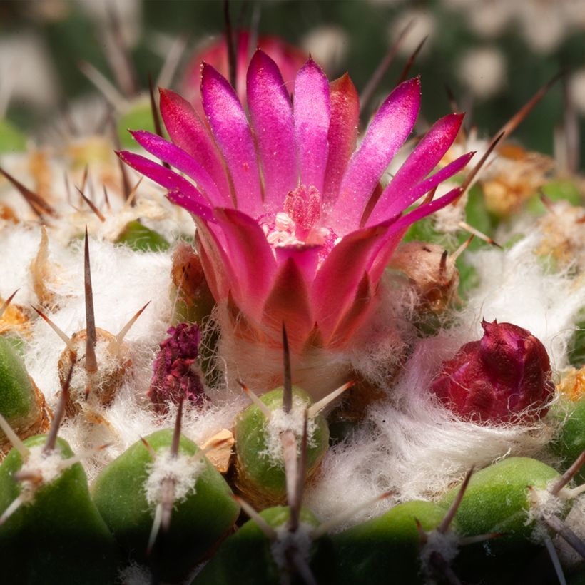Kaktus - Mammillaria pringlei (Flowering)