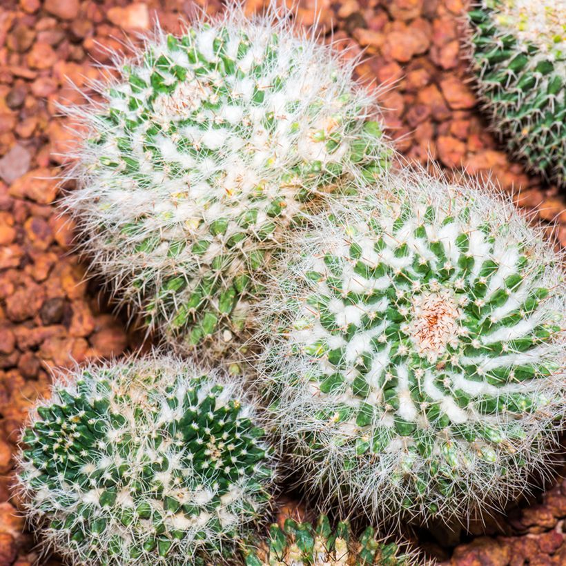Kaktus - Mammillaria pringlei (Plant habit)