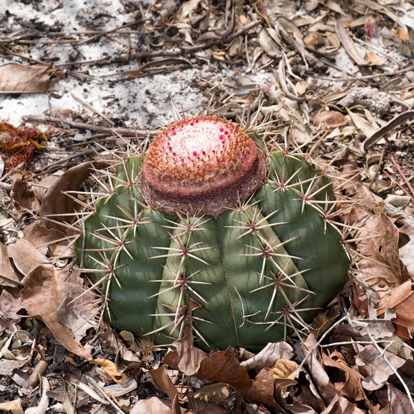 Melonenkaktus - Melocactus bahiensis (Plant habit)