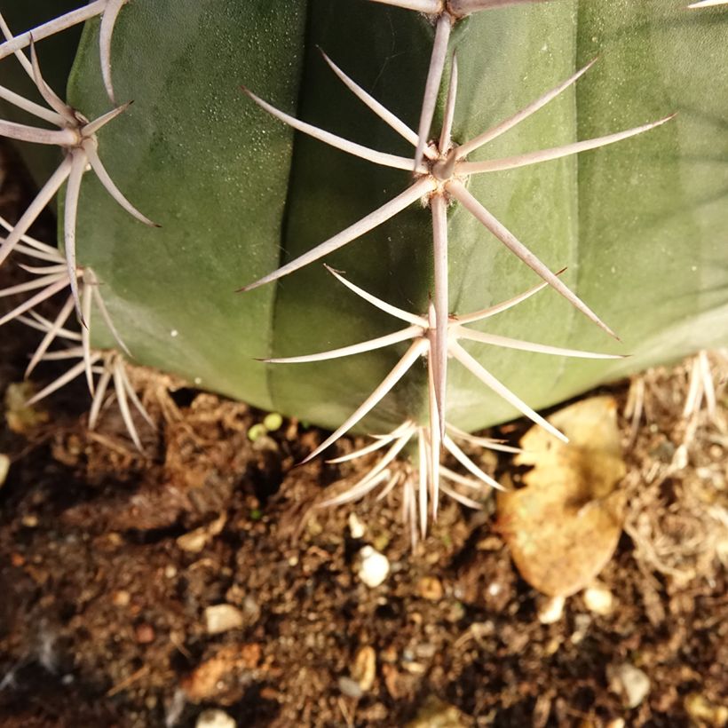 Melonenkaktus - Melocactus bahiensis (Foliage)