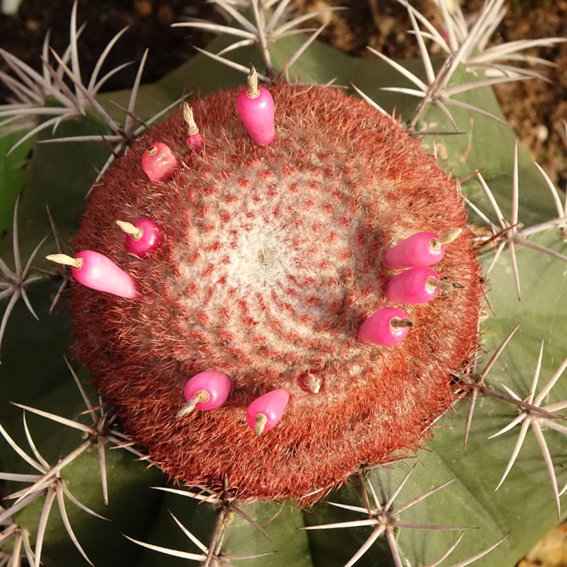 Melonenkaktus - Melocactus bahiensis (Flowering)