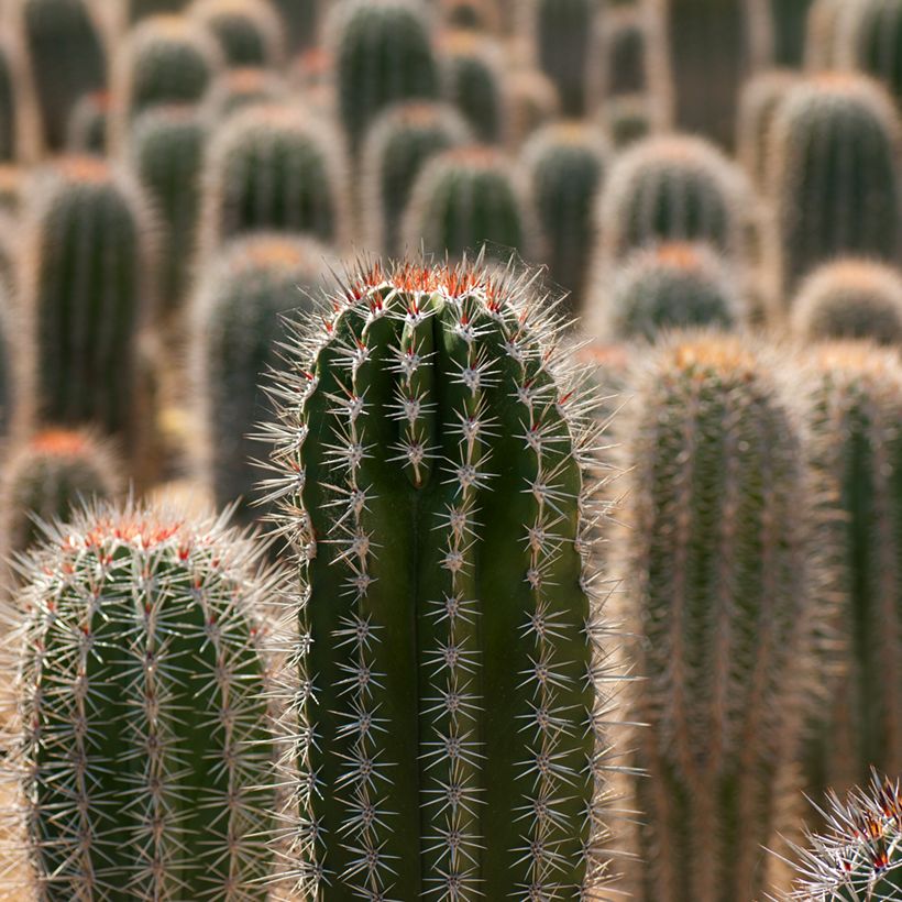 Kaktus - Pachycereus pringlei (Foliage)