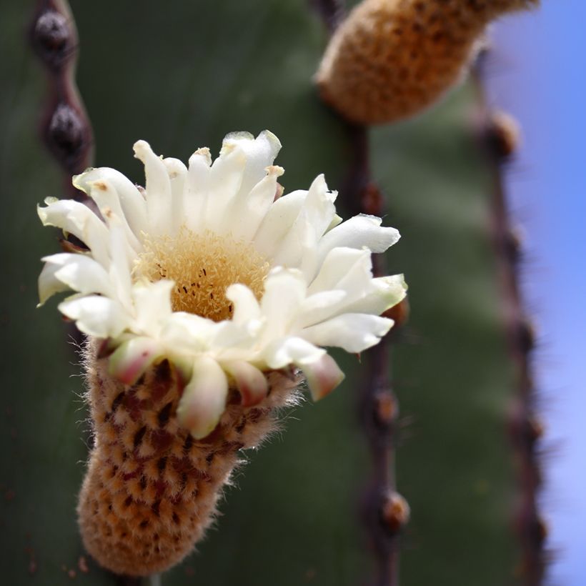 Kaktus - Pachycereus pringlei (Flowering)