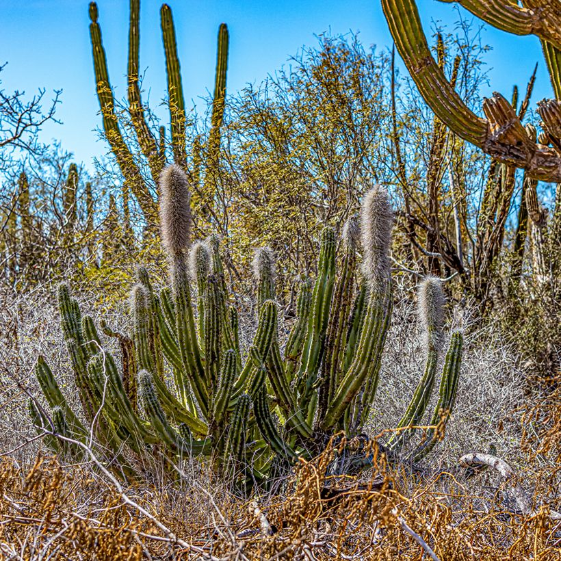 Kaktus - Pachycereus pringlei (Plant habit)