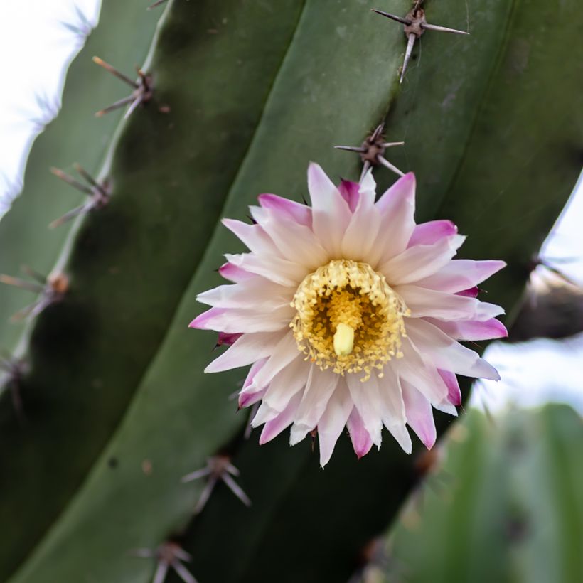 Kaktus - Polaskia chende (Flowering)