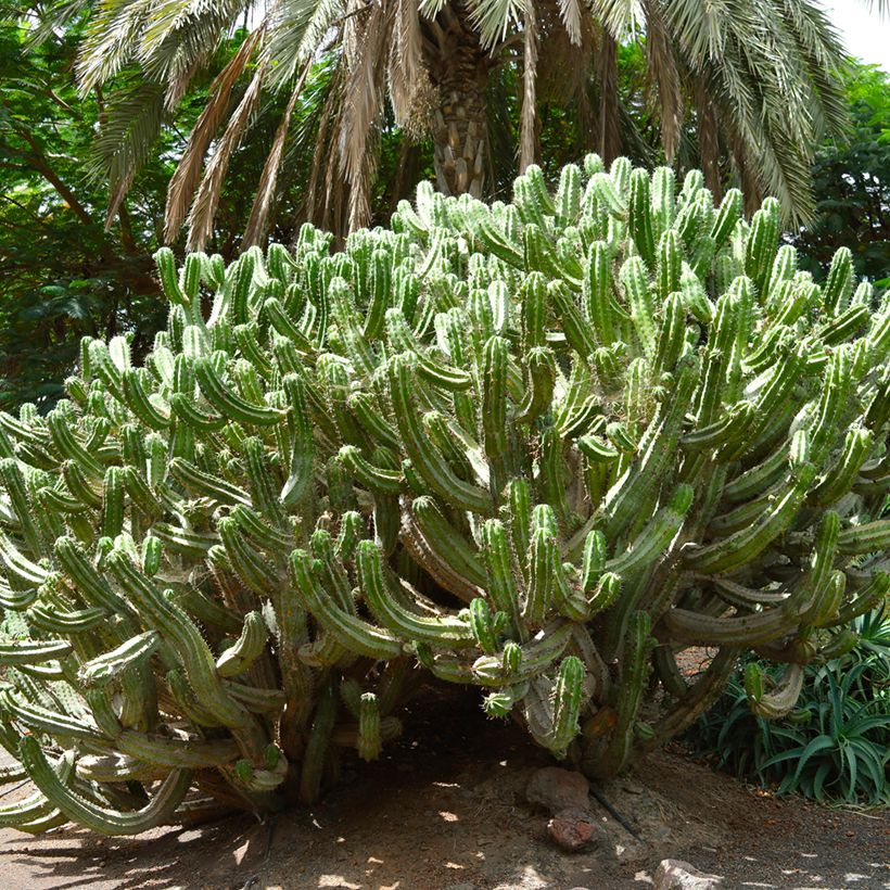 Kaktus - Polaskia chichipe (Plant habit)