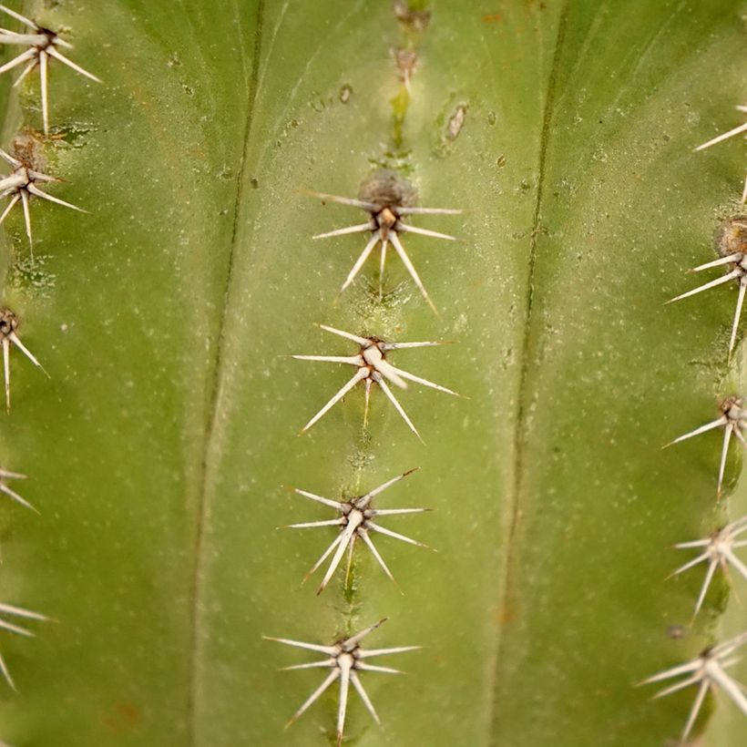 Kaktus - Polaskia chichipe (Foliage)