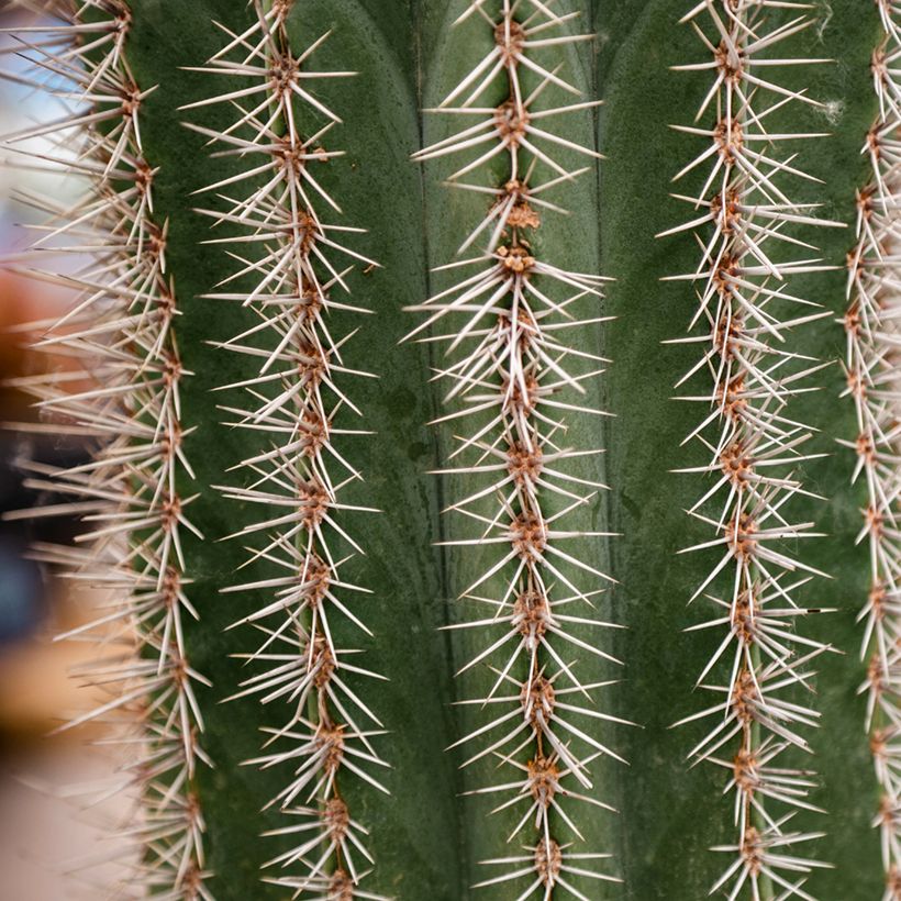 Kaktus - Stenocereus griseus (Foliage)