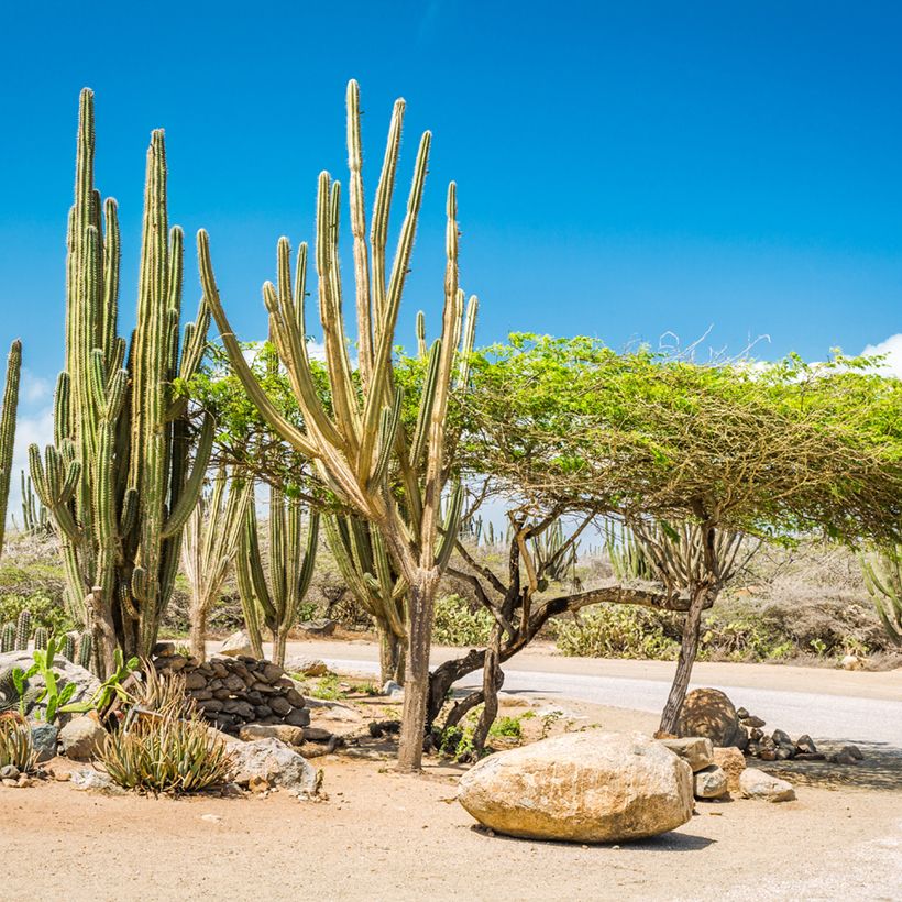 Kaktus - Stenocereus griseus (Plant habit)