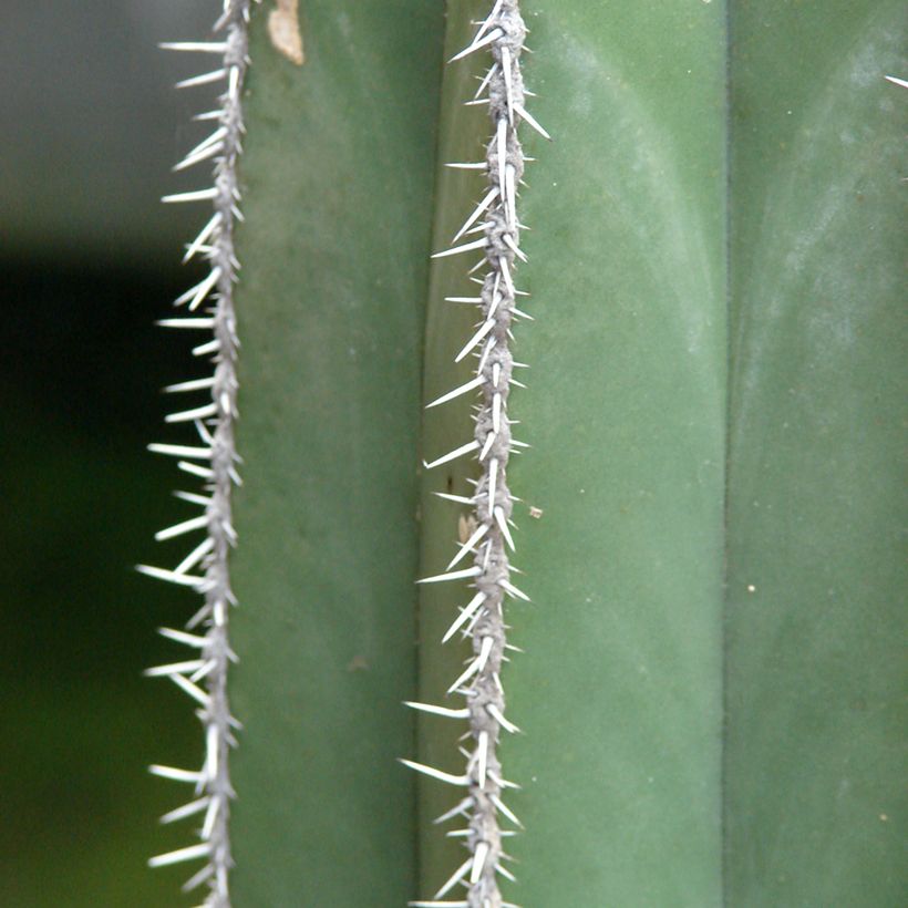 Kaktus - Stenocereus marginatus (Foliage)