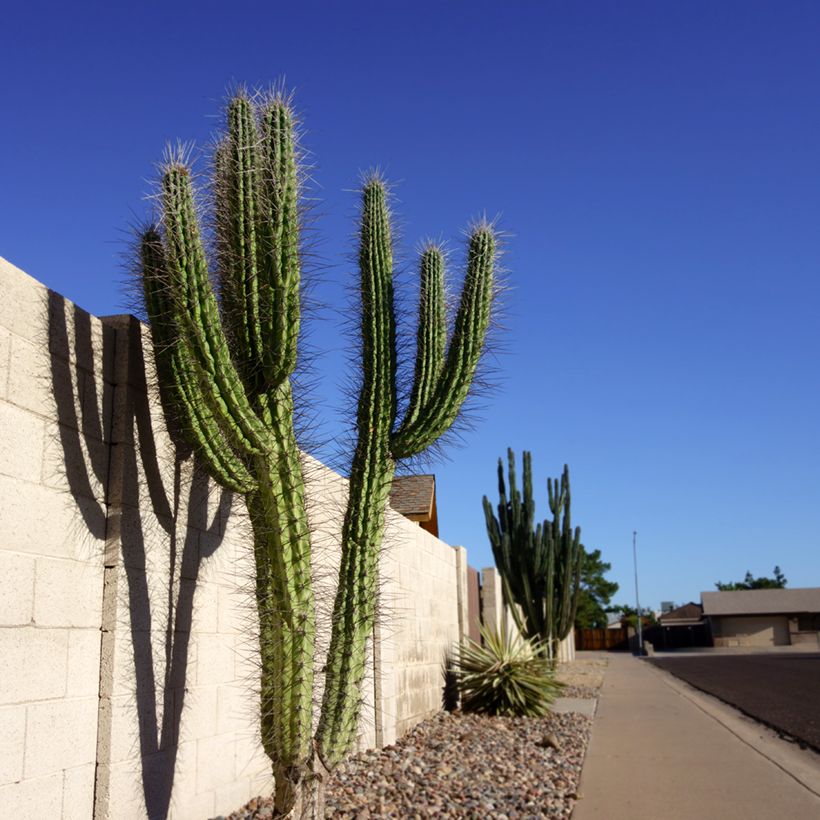 Kaktus - Stetsonia coryne (Plant habit)