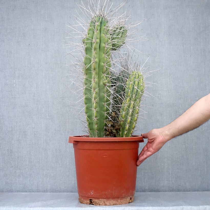 Example of Kaktus - Stetsonia coryne Topf mit 12L/15L as you get in automne