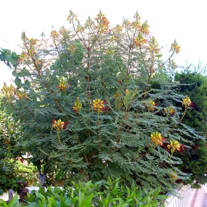 Caesalpinia gilliesii - Paradiesvogelbusch (Plant habit)