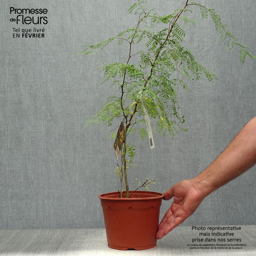 Example of Caesalpinia gilliesii - Paradiesvogelbusch Topf mit 2L/3L as you get in automne
