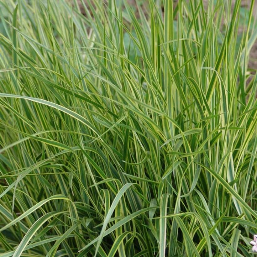 Calamagrostis acutiflora Overdam - Reitgras (Foliage)