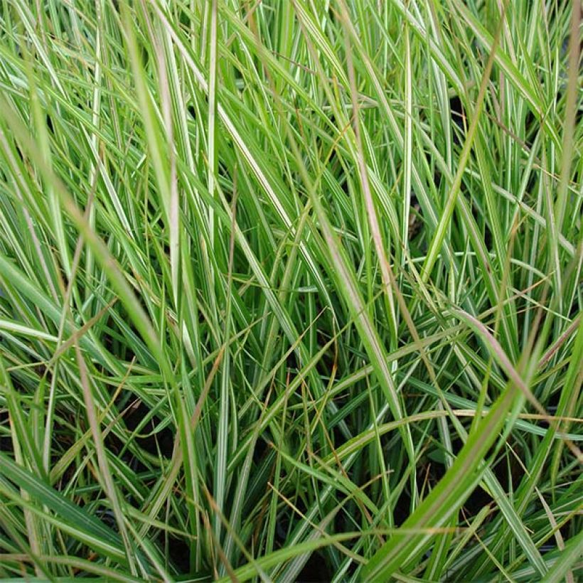 Calamagrostis acutiflora Avalanche - Reitgras (Foliage)