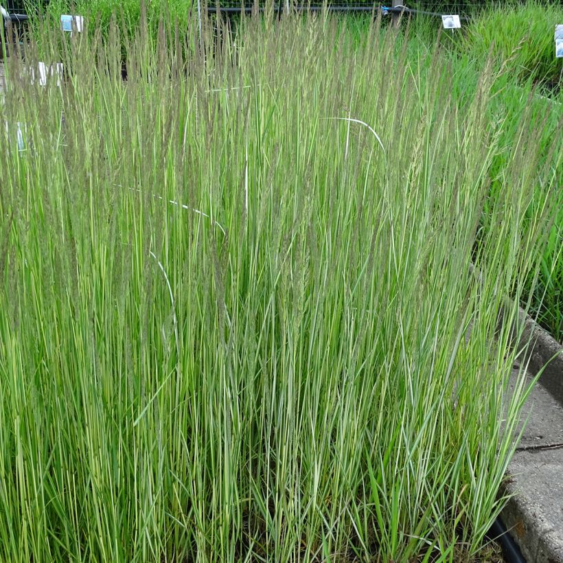 Calamagrostis acutiflora Avalanche - Reitgras (Plant habit)