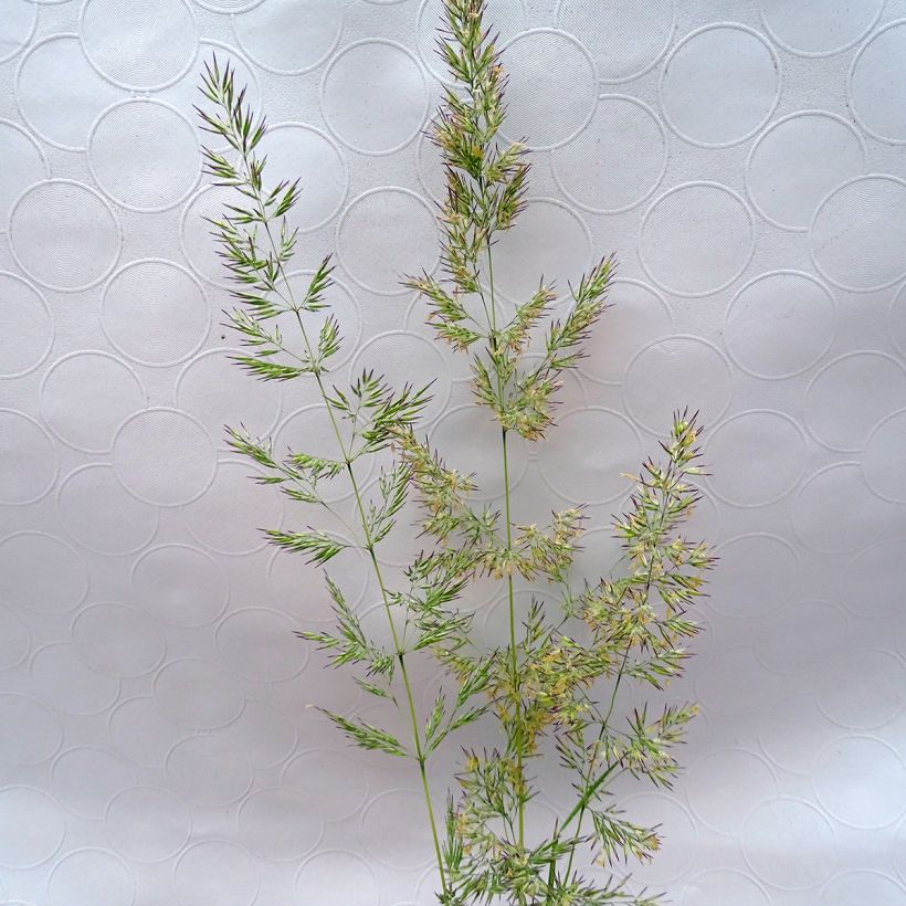 Calamagrostis acutiflora Avalanche - Reitgras (Flowering)