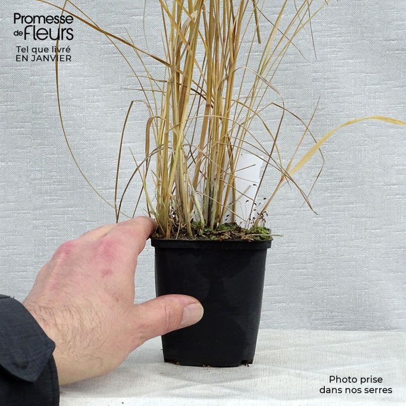 Exemplar von Calamagrostis acutiflora Avalanche - Reitgras Kleine Töpfe von 8/9 cm wie im Winter geliefert