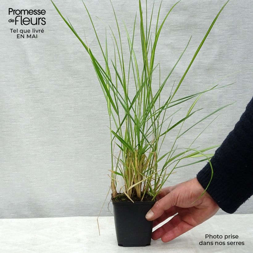 Exemplar von Calamagrostis acutiflora Avalanche - Reitgras Kleine Töpfe von 8/9 cm wie im Frühjahr geliefert