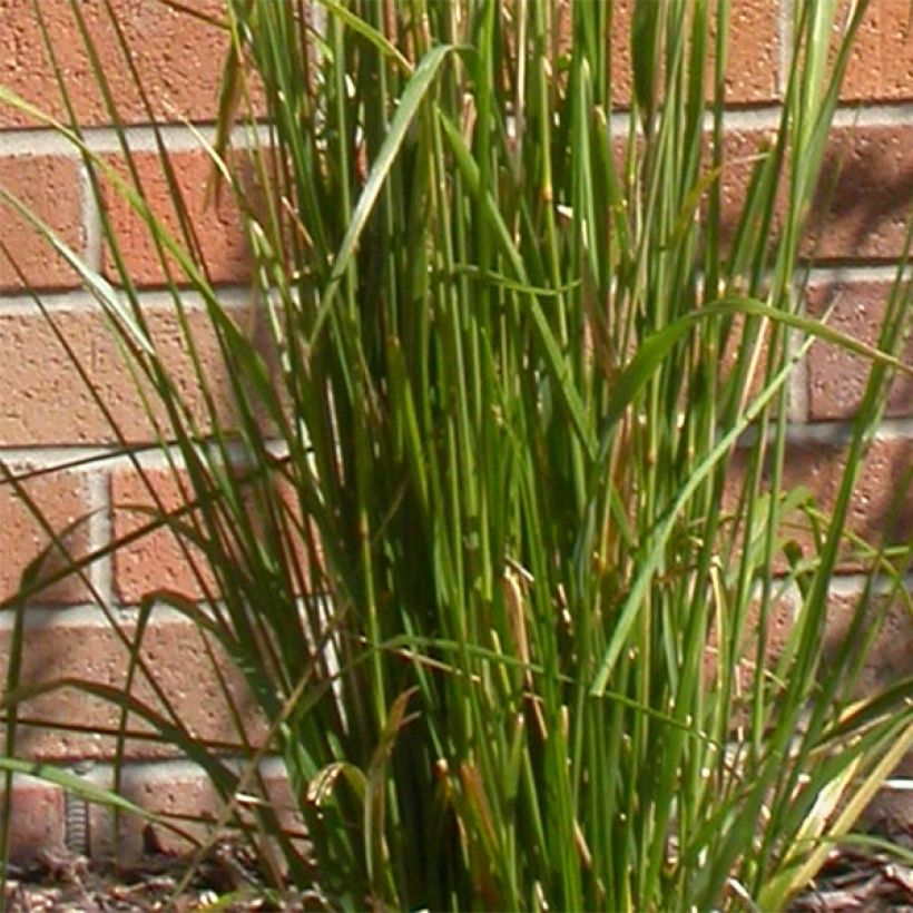 Calamagrostis acutiflora Karl Foerster - Reitgras (Foliage)