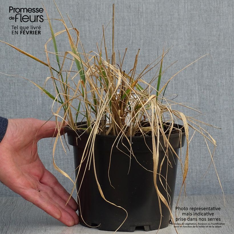 Exemplar von Calamagrostis acutiflora Karl Foerster - Reitgras Topf mit 2L/3L wie im Winter geliefert