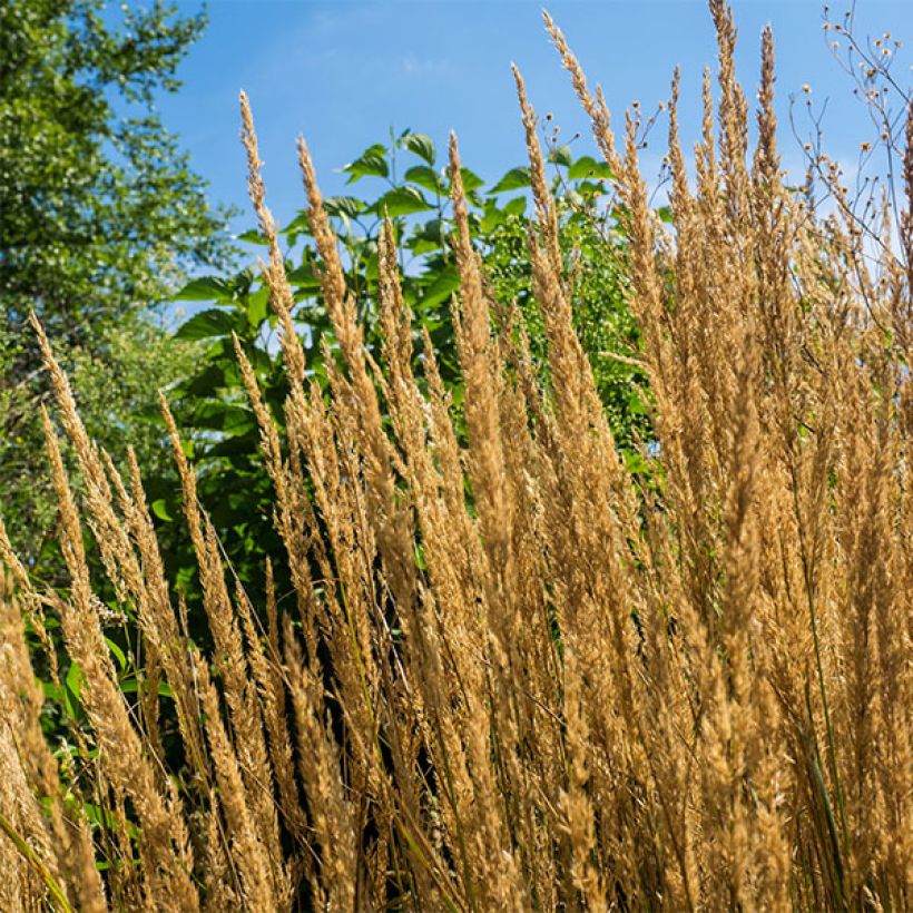 Calamagrostis acutiflora Overdam - Reitgras (Flowering)