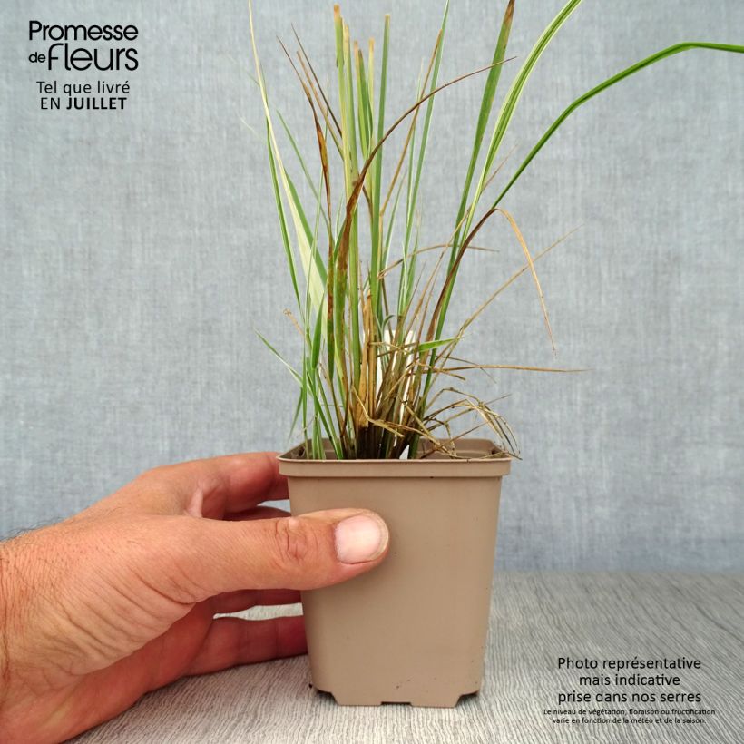 Exemplar von Calamagrostis acutiflora Overdam - Reitgras Kleine Töpfe von 8/9 cm wie im Sommer geliefert