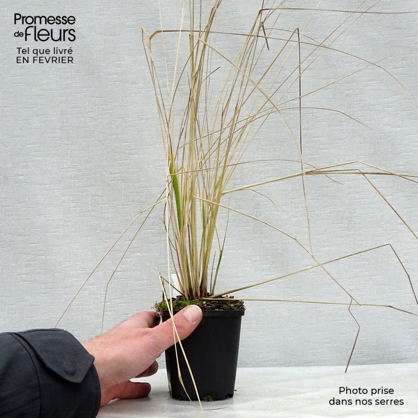 Exemplar von Calamagrostis acutiflora Overdam - Reitgras Kleine Töpfe von 8/9 cm wie im Winter geliefert