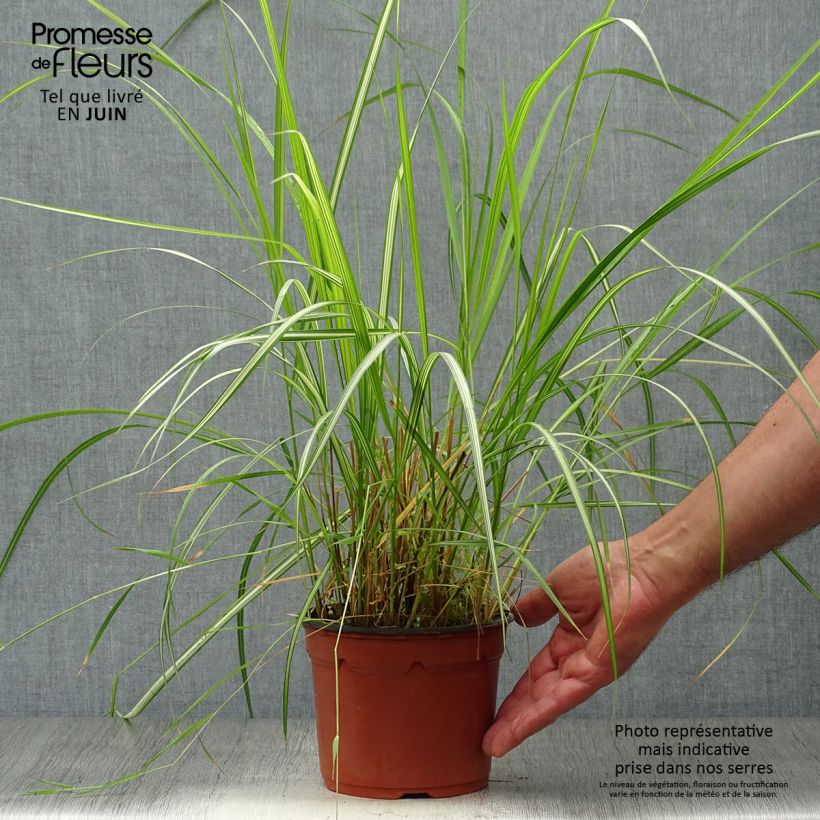 Exemplar von Calamagrostis acutiflora Overdam - Reitgras Topf mit 2L/3L wie im Sommer geliefert