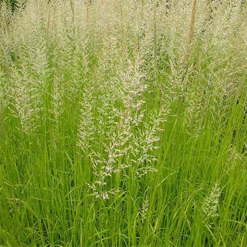 Calamagrostis acutiflora Waldenbuch - Reitgras (Foliage)