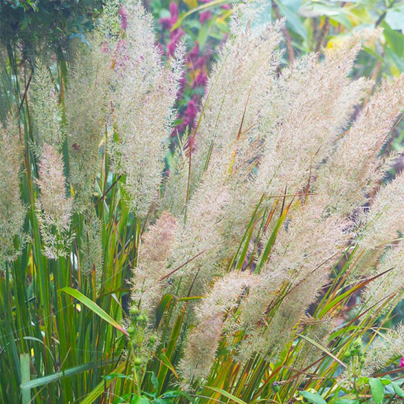 Calamagrostis brachytricha - Diamantgras (Flowering)