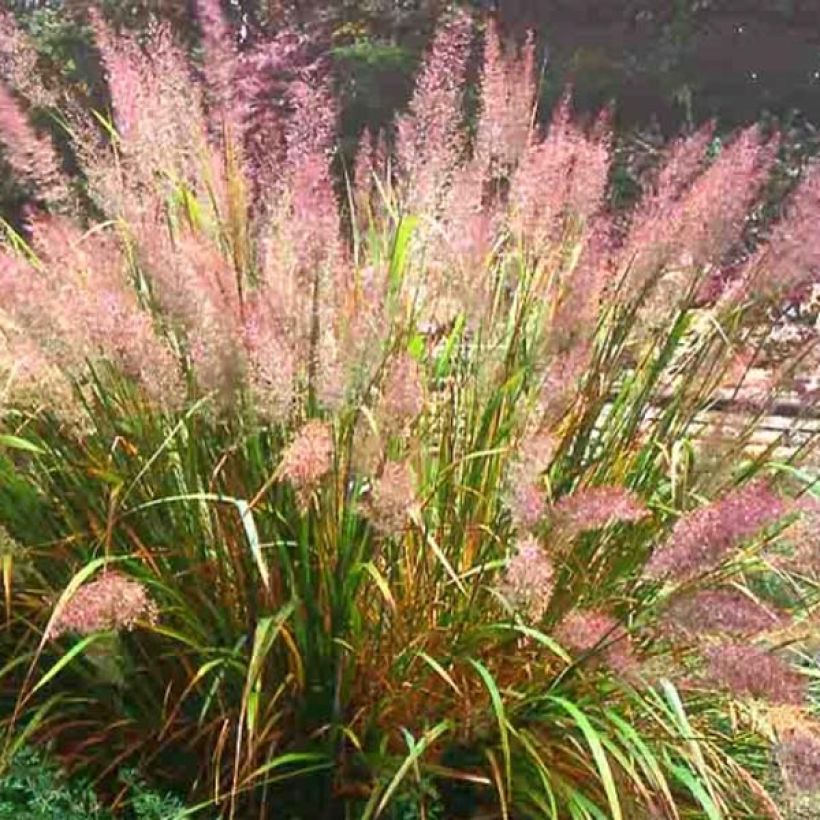 Calamagrostis brachytricha - Diamantgras (Plant habit)