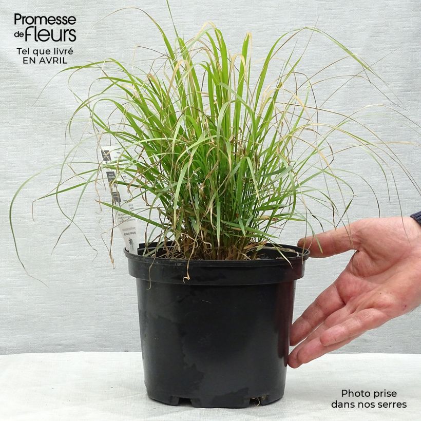 Exemplar von Calamagrostis brachytricha - Diamantgras Topf mit 3L/4L wie im Frühjahr geliefert