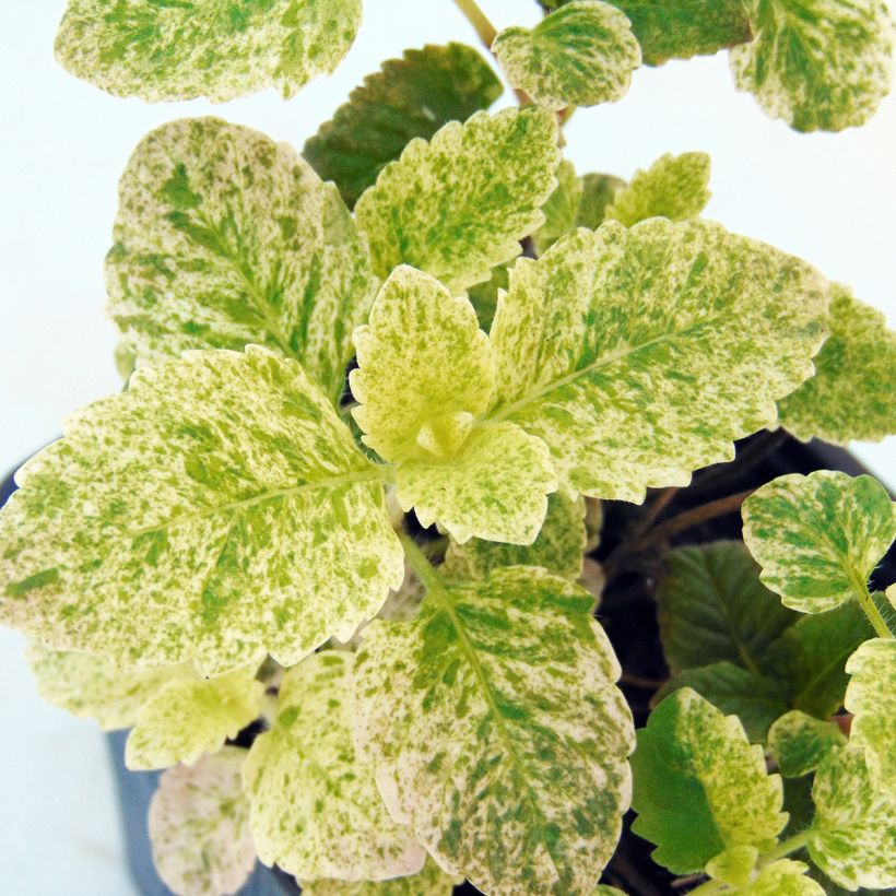 Calamintha grandiflora Variegata - Großblütige Bergminze (Foliage)