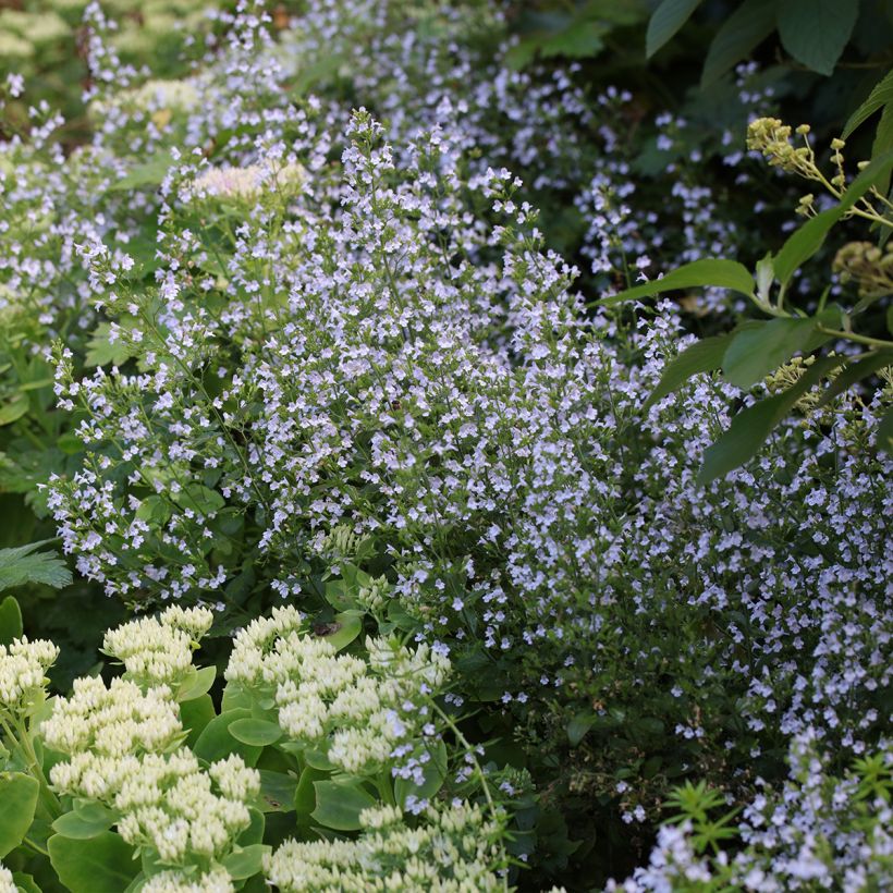 Kleine Bergminze - Calamintha nepeta (Plant habit)