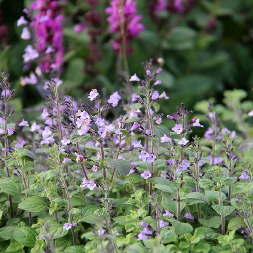Calamintha nepeta Marvelette Blue - Kleine Bergminze (Blüte)