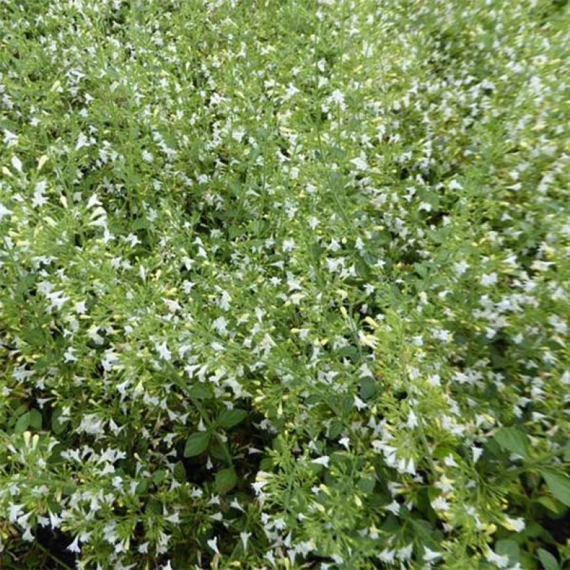 Calamintha nepeta Weisser Riese - Kleine Bergminze (Flowering)