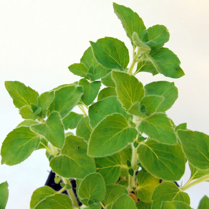 Calamintha nepeta Weisser Riese - Kleine Bergminze (Foliage)