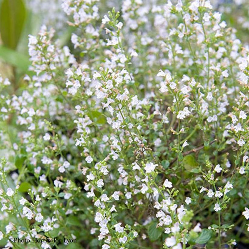 Calamintha sylvatica Menthe - Wald-Bergminze (Flowering)