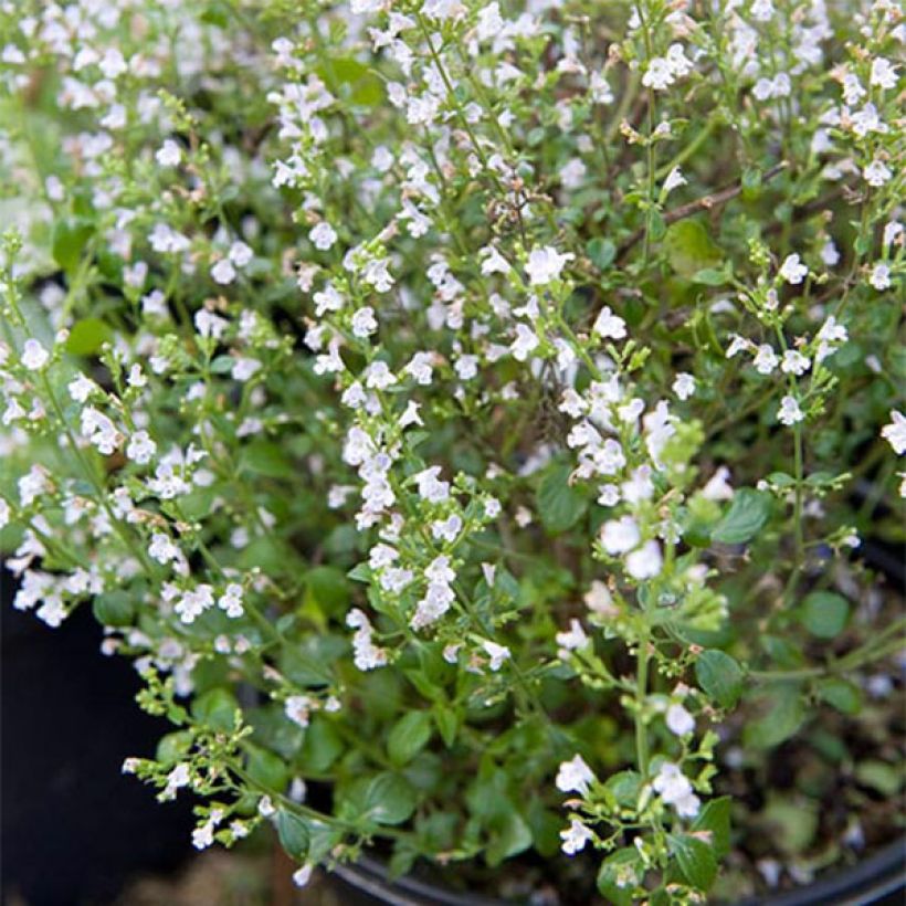 Calamintha sylvatica Menthe - Wald-Bergminze (Plant habit)