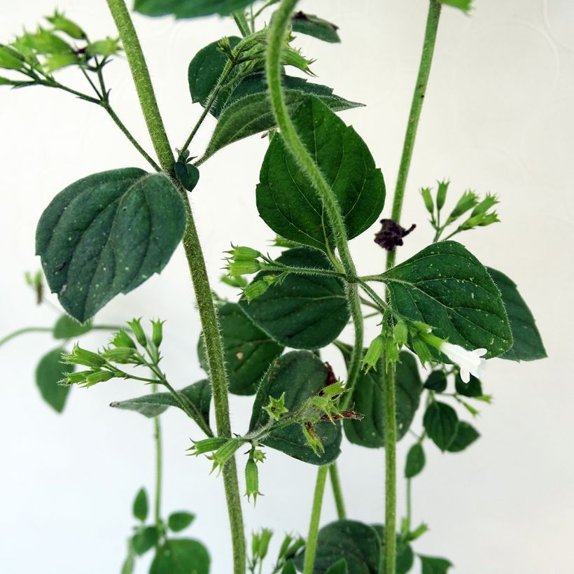Calamintha sylvatica Menthe - Wald-Bergminze (Foliage)