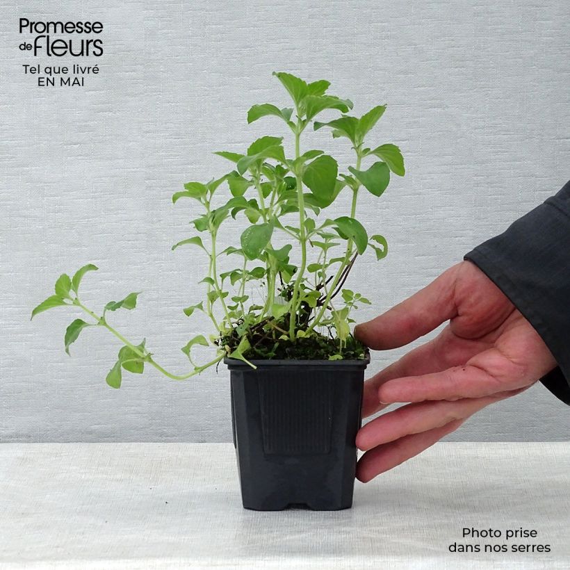 Exemplar von Calamintha sylvatica Menthe - Wald-Bergminze Kleine Töpfe von 8/9 cm wie im Frühjahr geliefert