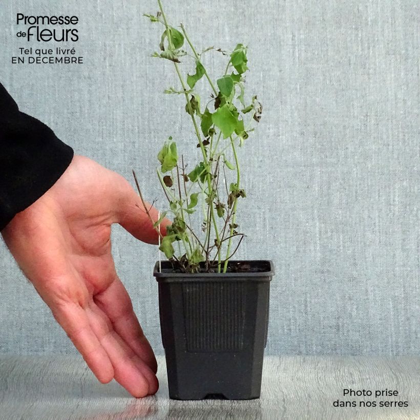 Exemplar von Calamintha sylvatica Menthe - Wald-Bergminze Kleine Töpfe von 8/9 cm wie im Winter geliefert