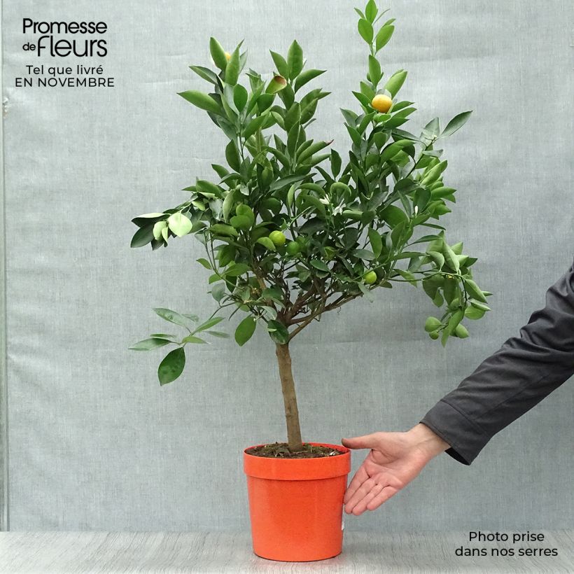 Example of Calamondin - Citrus madurensis Topf mit 4L/5L, 1/4 Stängel as you get in automne